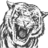 Tiger.711